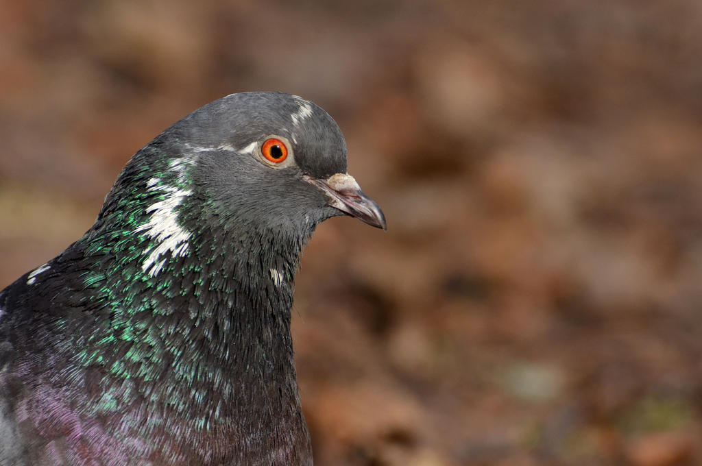 Bokeh pidgeon