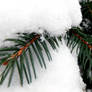 Snowy Fern