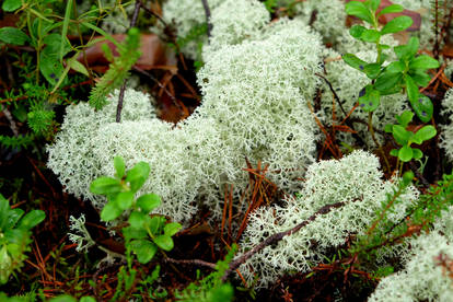 Lichen in a wet forest