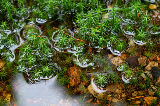 Green wet stars