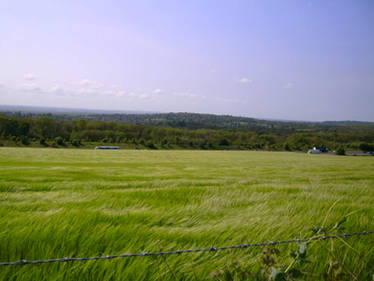 The Wind in the Grasses