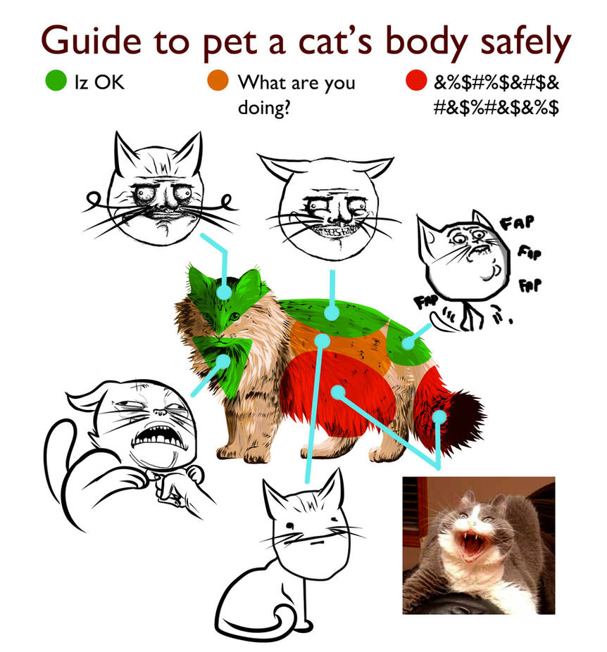 Pets guide. Cat body Parts. Мемы кошек с эффектом. Как называются мемы с кошками. A Cat или an Cat.