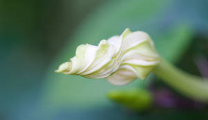 Furled Flower