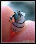 Tiny Hermit Crab 3