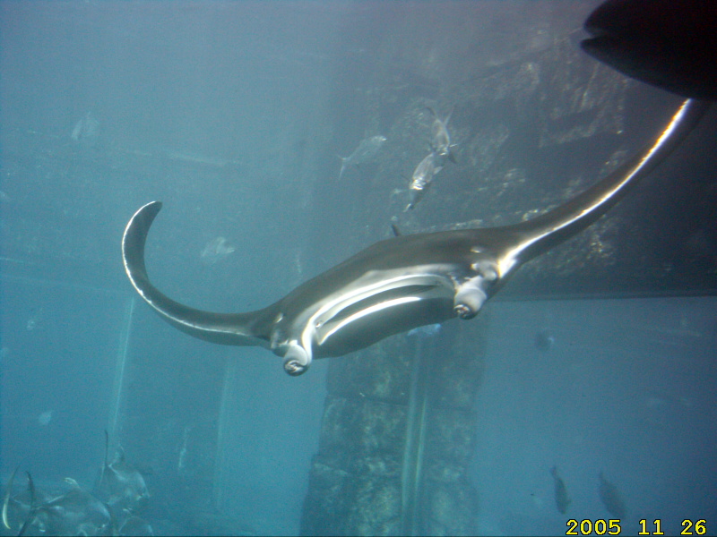 Manta Ray