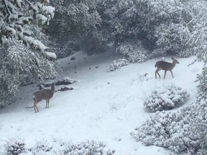 Mule Deer snowy morning I