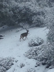 Mule Deer snowy morning II