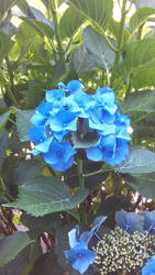 Blue Flower