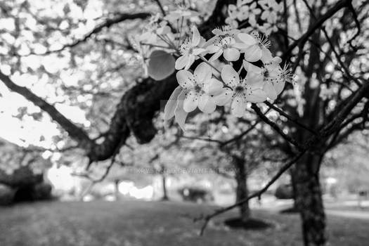 Dogwoods (Black and White)