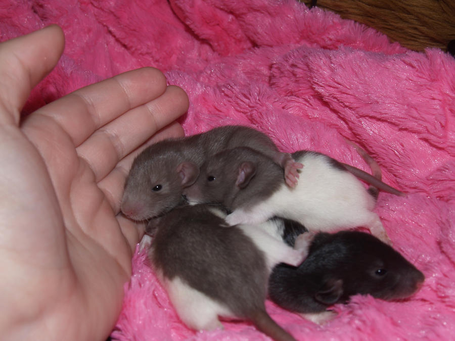 My baby rats CUTE