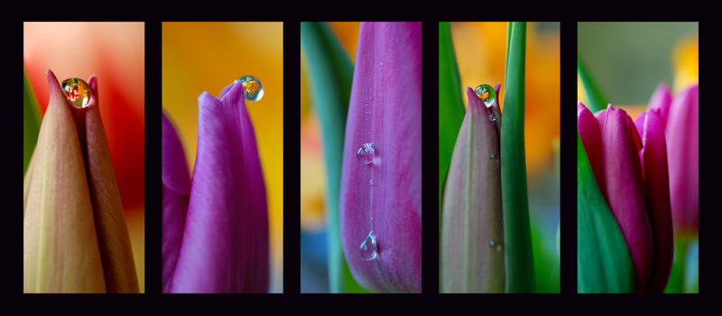 Tulip by Sonny2005 Tulip by Sonny2005