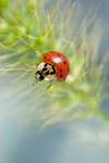 Ladybug II by Sonny2005