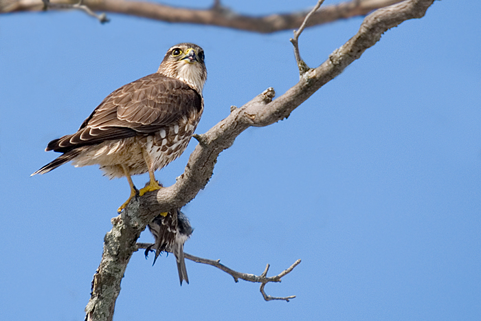 Juvenile Sharp Shinned Hawk