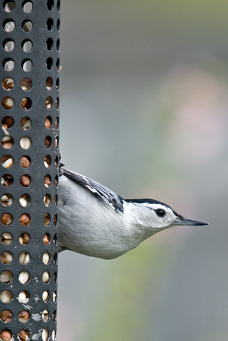 White-Breasted Nuthatch II