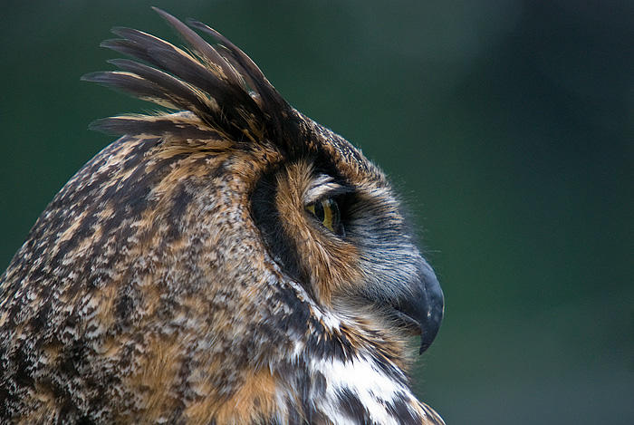 Great Horned Owl