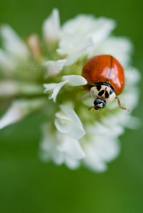 LadyBeetle on clover