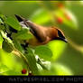 Cedar Waxwing'