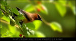 Cedar Waxwing' by Sonny2005