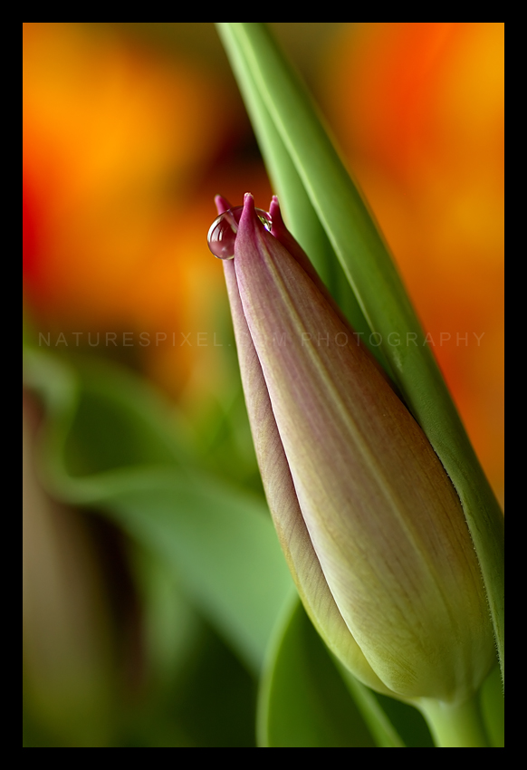 Droplet On tulip