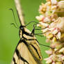 Eastern Tiger Swallowtail