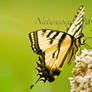 Eastern Tiger Swallowtail '