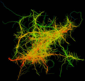 Fractal 012: Color flash