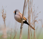 Bearded tit,  Reedling,  Male by pixellence2