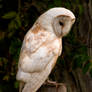 Barn owl 1a