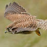 Kestrel fly by