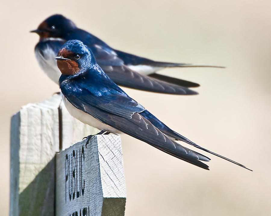 Swallows