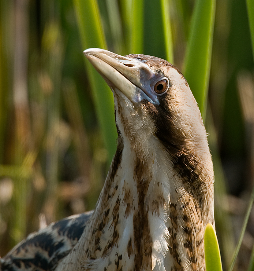 Bittern