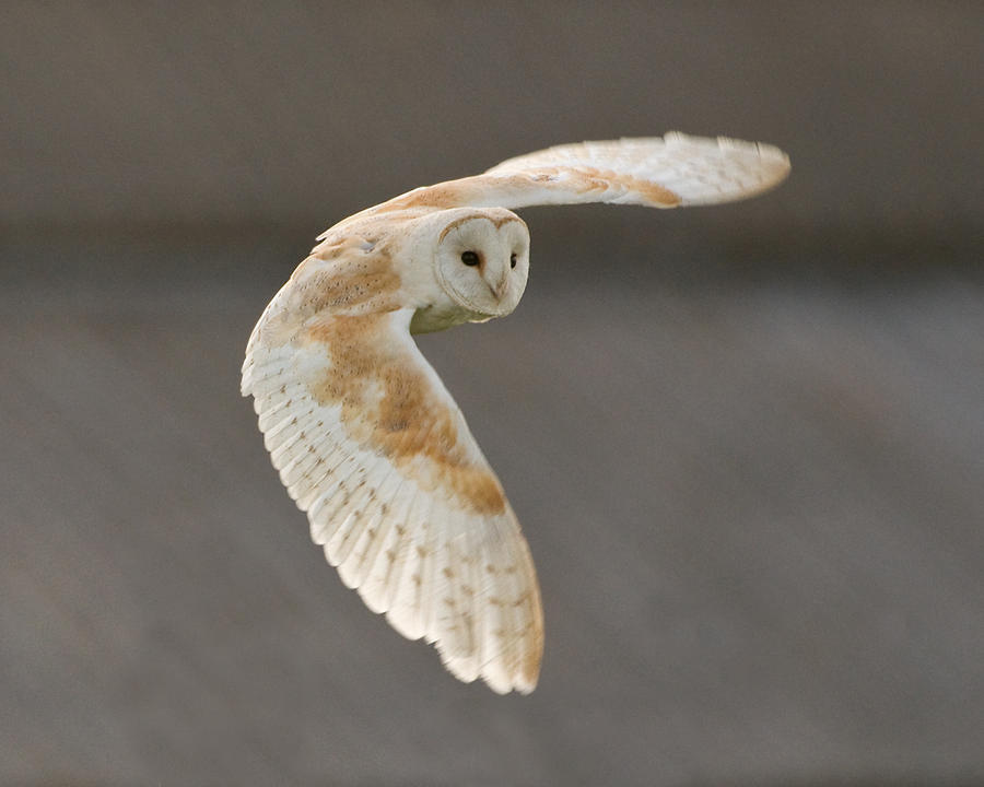 Barn owl 1aa