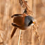 Male Bearded tit