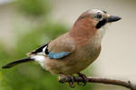 Jay ( close up a  ) by pixellence2