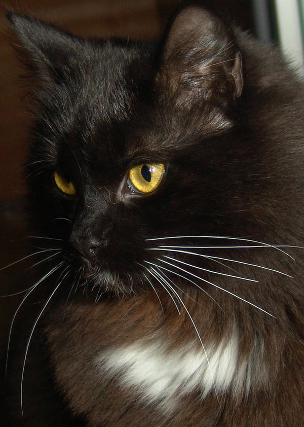 Umbreon
