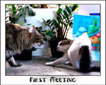 First Meeting by ToygerCat