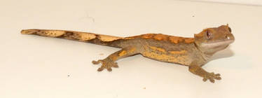 Crested Gecko: Gollum