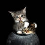 Caught in the Act - 'Busted'