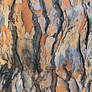 longbark 02