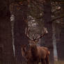 Red Deer Stag 01 - Dec 09