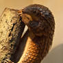 Tree Pangolin 1 - Feb 10