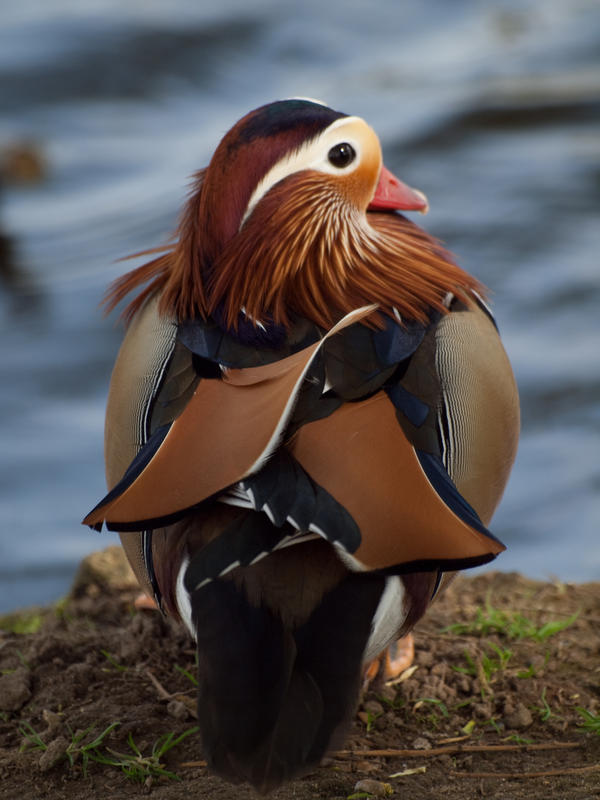 Mandarin Rascals Mandarin - Apr 10 by mszafran on DeviantArt