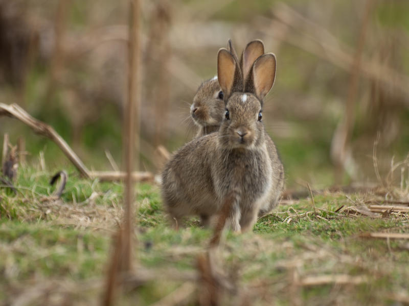 Rabbits 02 - May 10 by mszafran on DeviantArt