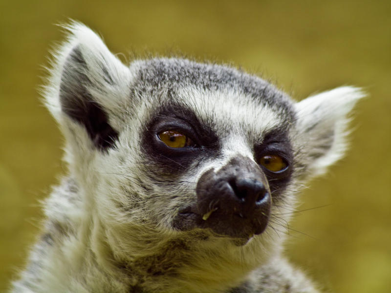 Ring Tailed Lemur 04 - July 11