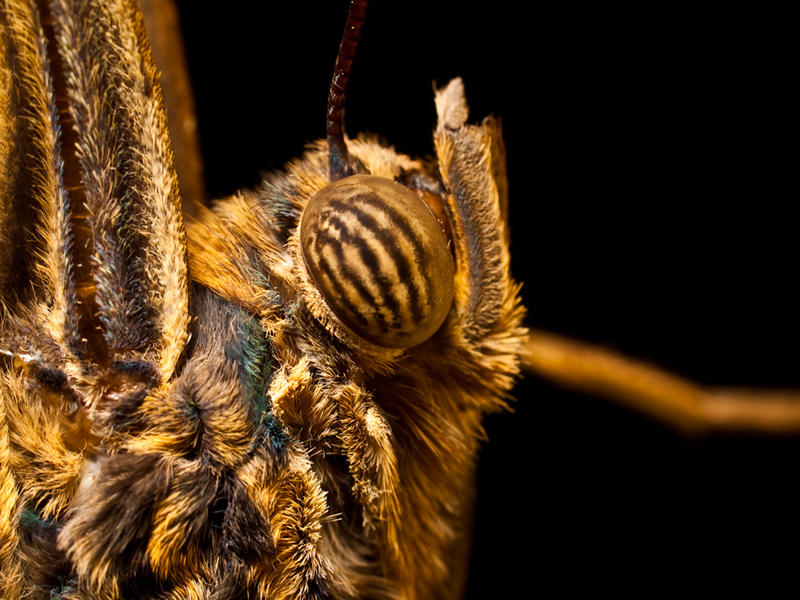 Giant Owl Butterfly - Jul 11