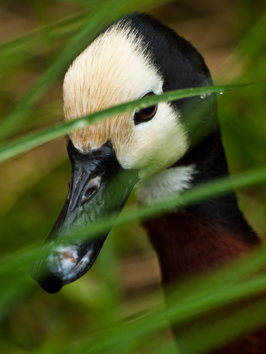 White faced whistling duck  01 - Jun 12