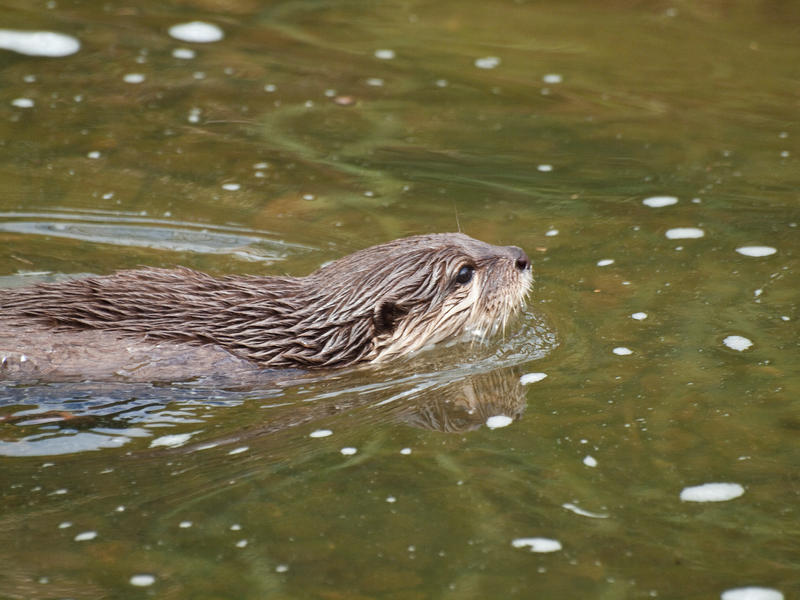 Otter 10 - Jun 12