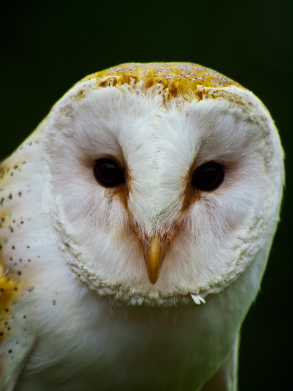 Barn Owl 01 - Jun 12