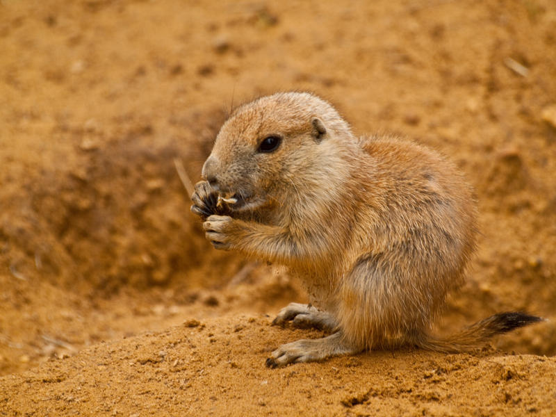 Black-tailed prairie dog 00 - Jul 12