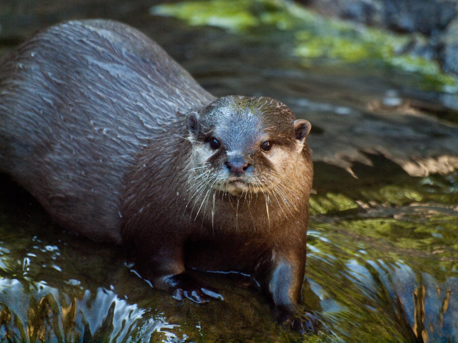 Asian Short Clawed Otter 01 - Jun 13